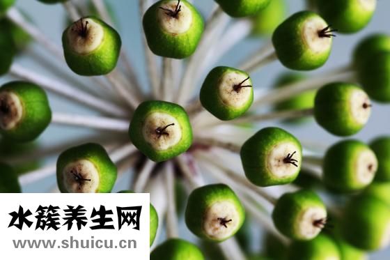 芫荽的功效與作用