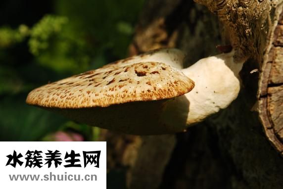 濕疹是真菌感染嗎