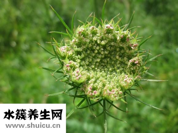 胡蘿卜怎么切片