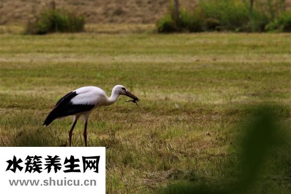 羊胎盤的功效與作用