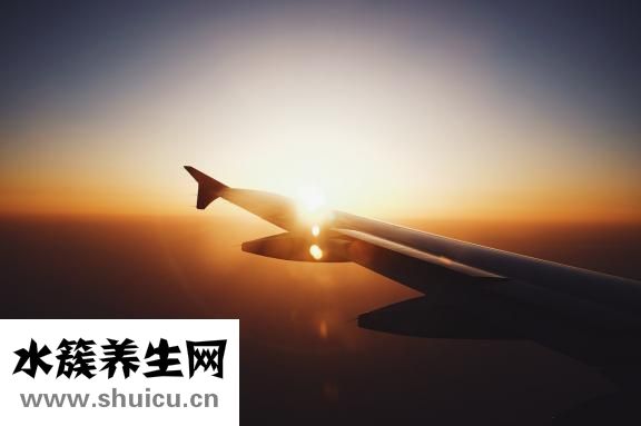 魚腥草怎么種植