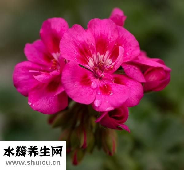 生根粉怎么配制