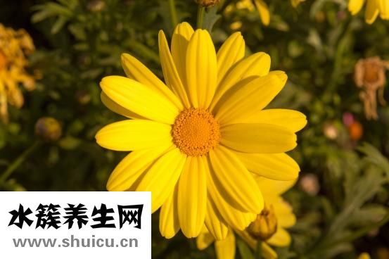 靜脈曲張性痔瘡