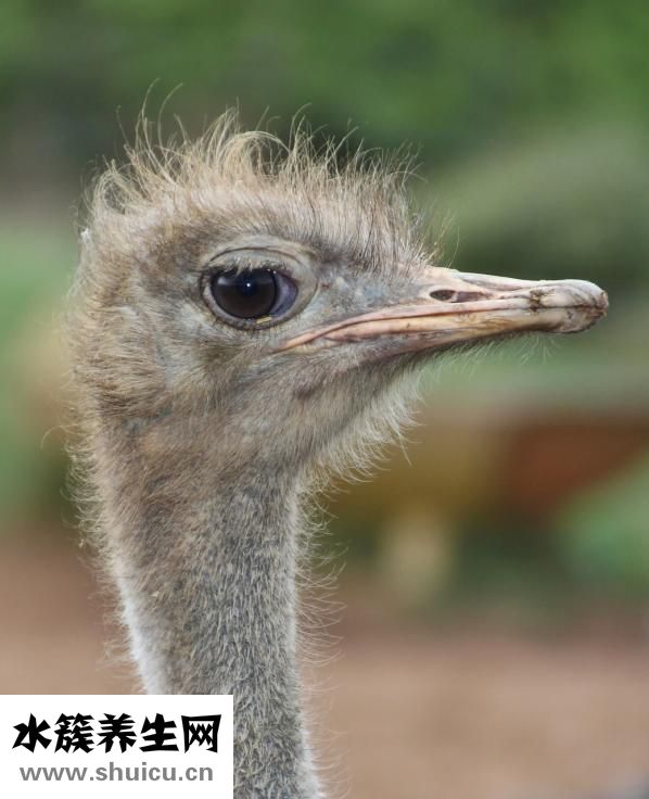 鎖骨下靜脈穿刺