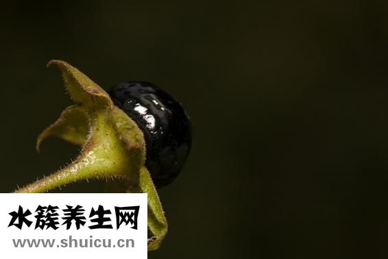 龍眼多少錢一斤