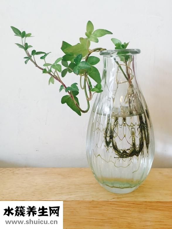 生根粉怎么配制