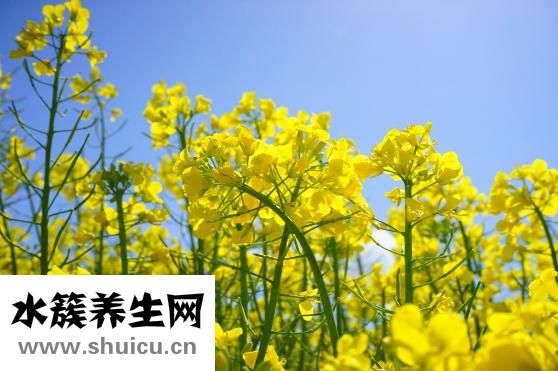 油菜花兒黃