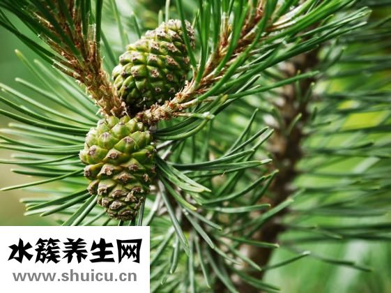 魚腥草怎么種植