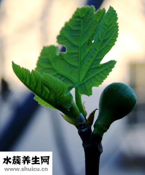 潤(rùn)腸丸組成