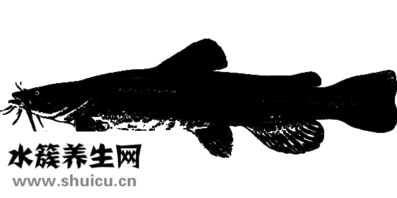 馬鮫魚是鲅魚嗎