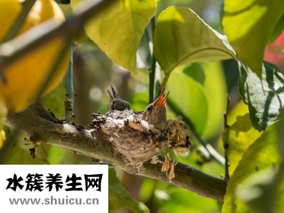 燕窩怎么泡發(fā)