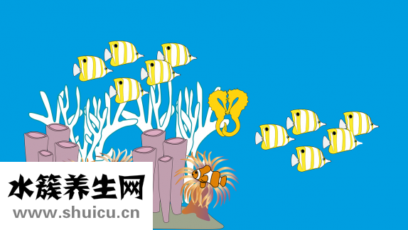 馬鮫魚是鲅魚嗎
