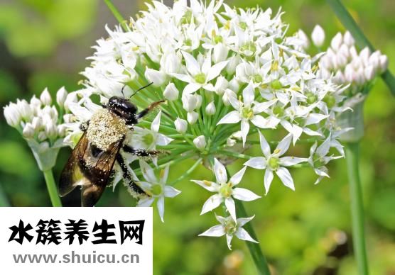 田七菜怎么做好吃