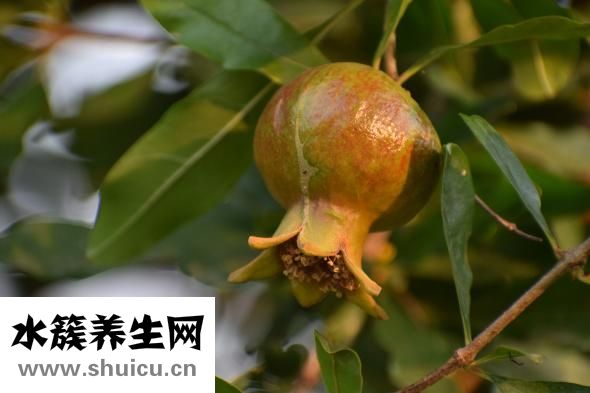 羊腦怎么做好吃