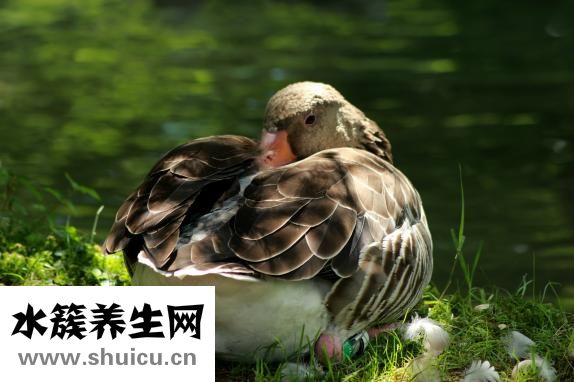 鴨胸肉怎么做好吃