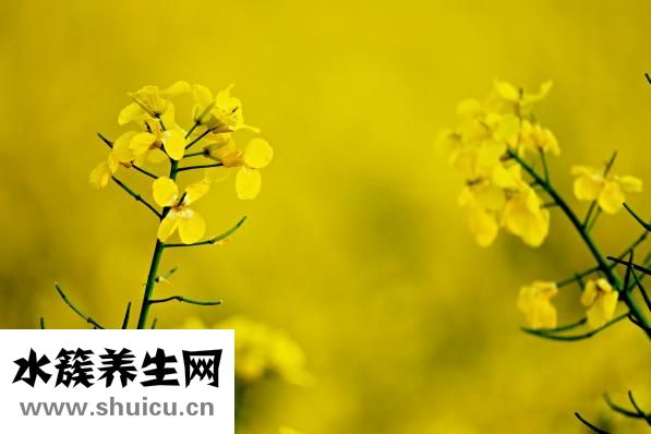 痛風(fēng)飲食療法