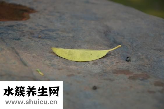 腎結石手術多少錢