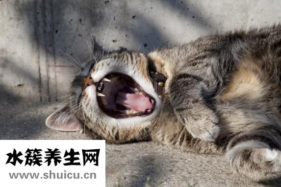 野蔥哪些人不能吃