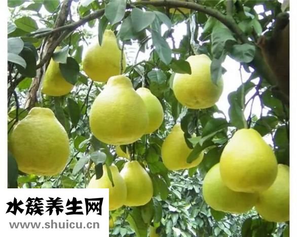 沙田柚的功效與作用