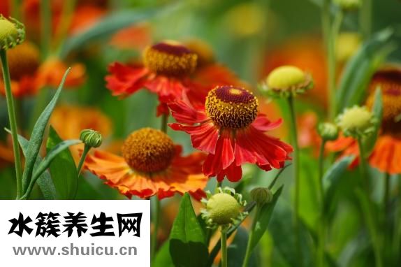 血糖高喝什么茶