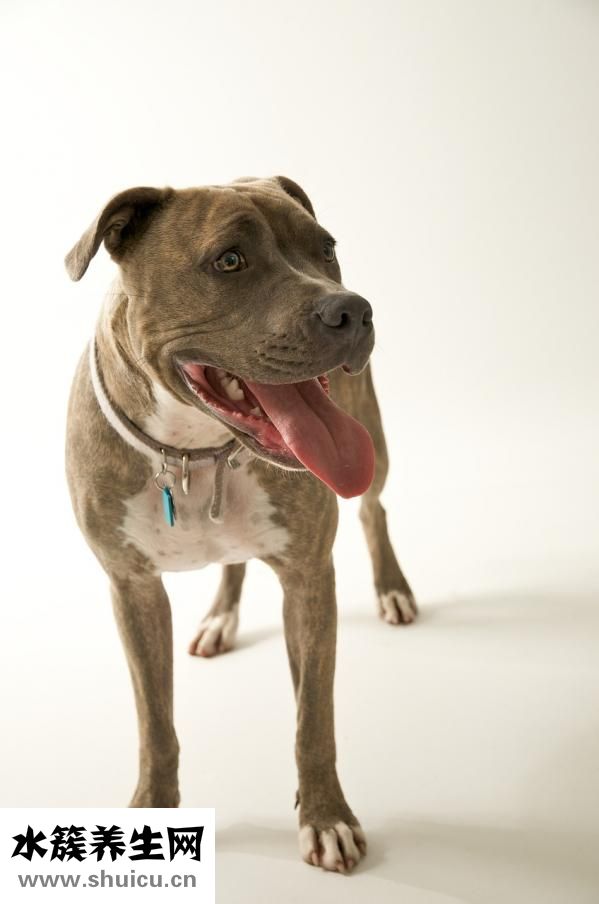 舌頭白是怎么回事