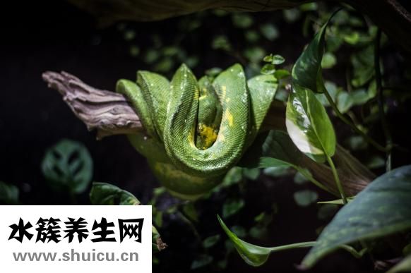 甜菜根的功效與作用