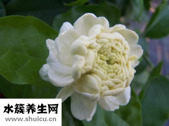 血糖高喝什么茶