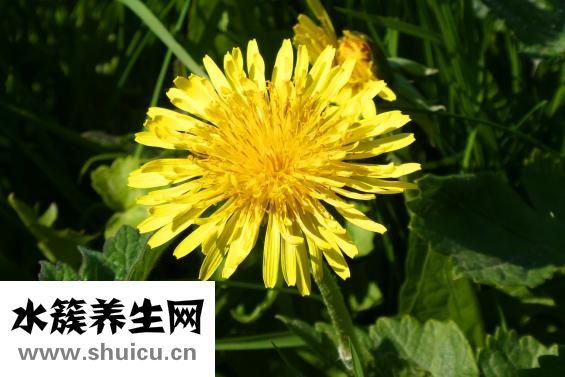 鐵皮石斛的功效