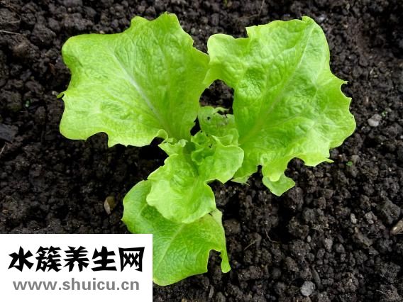 營養成分表查詢