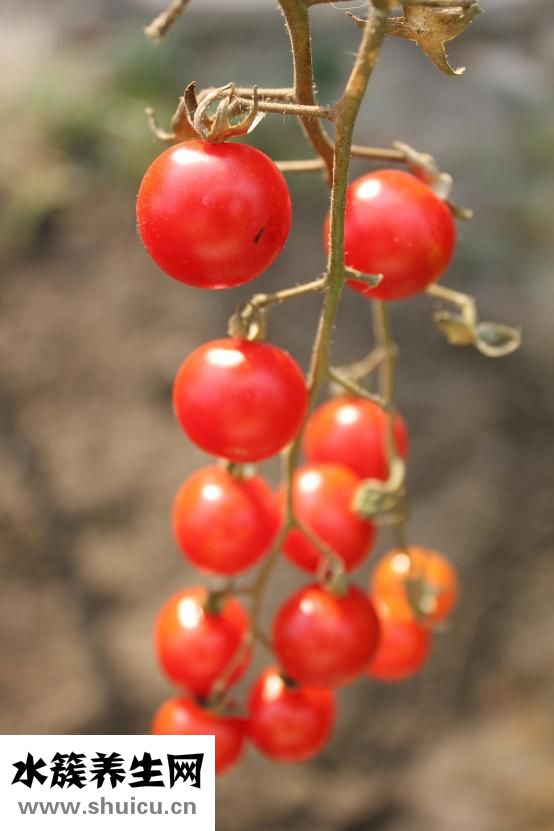 西地蘭又叫什么