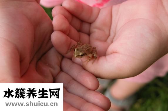 砭石什么人不能用