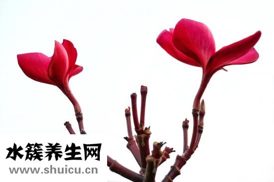 蘇葉的功效與作用