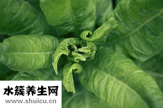 甜菜根的功效與作用