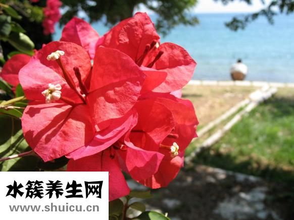 蘇葉的功效與作用