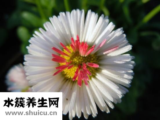 血糖高喝什么茶