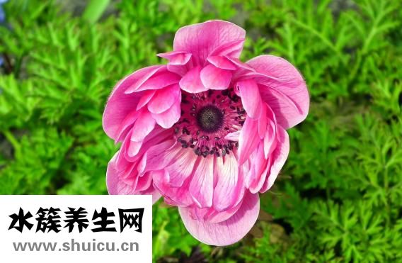 水喝多了會怎么樣