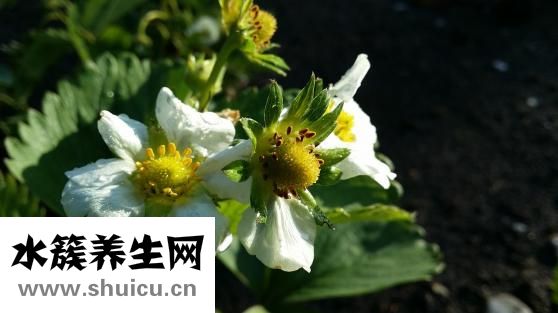 香蕉榨汁搭配什么