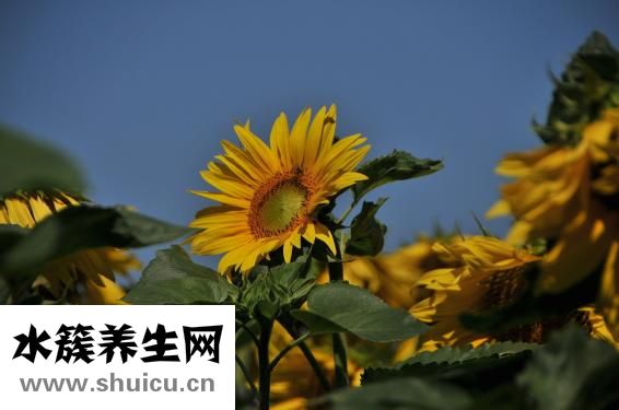 電療的作用和功效