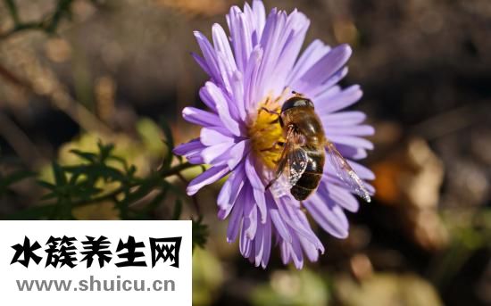 粘膜下子宮肌瘤