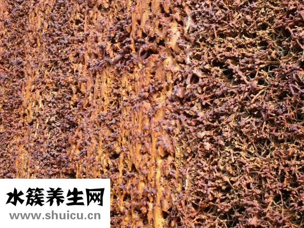 生理鹽水怎么做