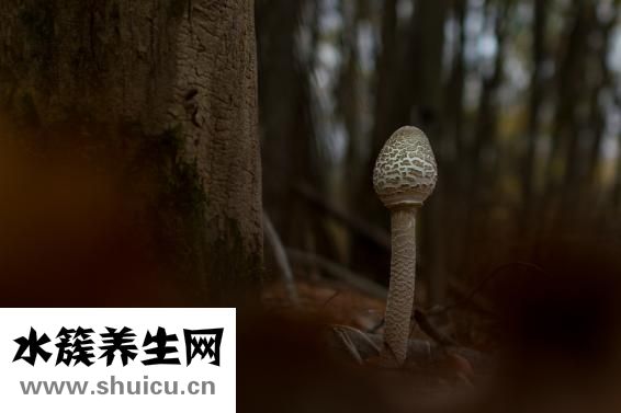 孕婦可以吃烏魚嗎