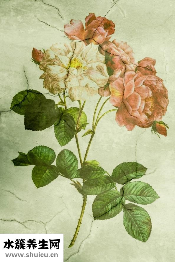 芍藥和牡丹的區別