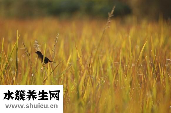 神經衰弱的原因