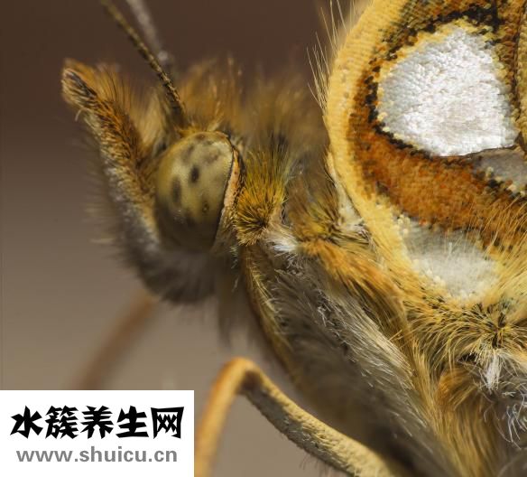 蛇膽川貝液說明書