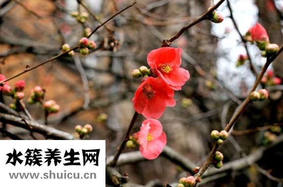 木瓜牛奶怎么煮