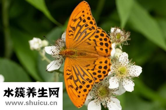 蛇膽川貝液說明書