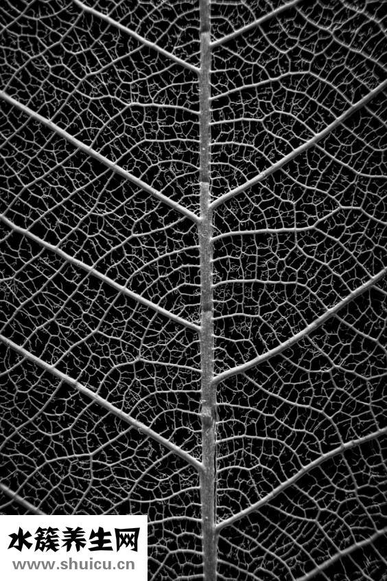 高纖維的蔬菜水果