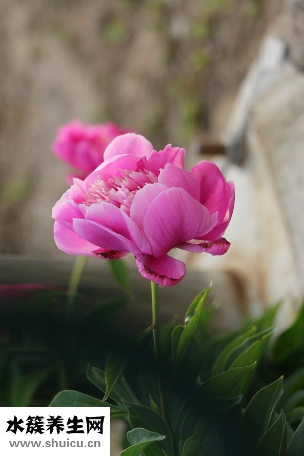 芍藥花的功效與作用
