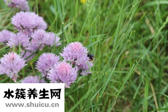 韭菜炒雞蛋的功效