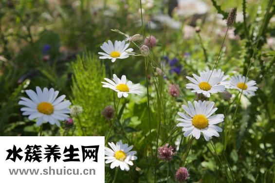 木瓜牛奶怎么煮